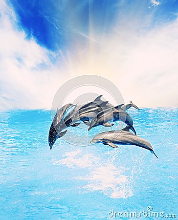 Dolphins Stock Photo