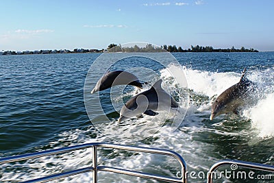 Dolphins Stock Photo