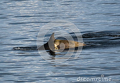 Dolphine in Antarctica in winter Stock Photo