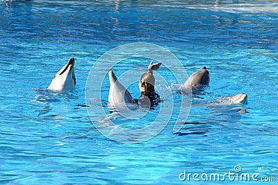 Dolphins dancing Stock Photo