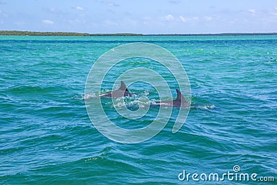 Dolphins feeding frenzy Stock Photo