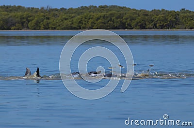 Dolphins feeding frenzy Stock Photo
