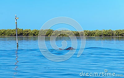 Dolphins feeding frenzy Stock Photo