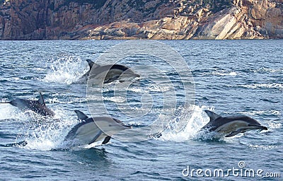 Dolphins Flying Stock Photo
