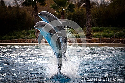 Jumping dolphins at Attica Zoological Park in Athens Greece. Stock Photo