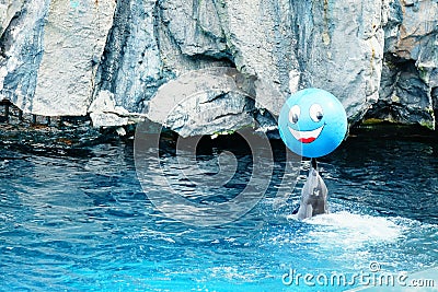 Dolphins show action smile Stock Photo