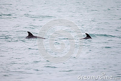 Dolphins swim in the sea. Dolphin family swimming together in the blue ocean. Selective focus Stock Photo