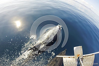 Dolphins swimming in front of the boat in the blue sea Stock Photo