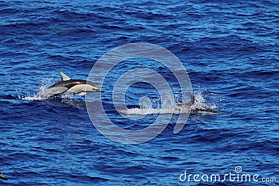 Dolphins swimming and jumping in the ocean. Common dolphin Delphinus delphis in natural habitat. Marine mammal in North Pacific oc Stock Photo