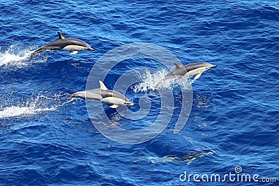 Dolphins swimming and jumping in the ocean. Common dolphin Delphinus delphis in natural habitat. Marine mammal in North Pacific oc Stock Photo