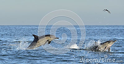 Dolphins, swimming in the ocean. Dolphins swim and jumping from the water. Stock Photo