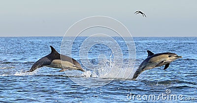 Dolphins swim and jumping out from the water. Stock Photo