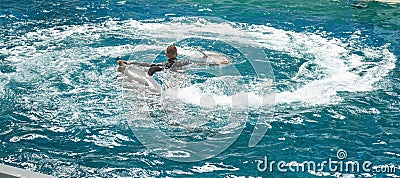 dolphins under the command of the instructor performing circular movements Editorial Stock Photo