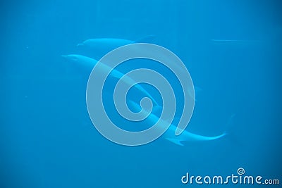 Dolphins under water in Zoo Nuremberg Editorial Stock Photo