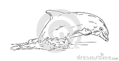 Dolphins Stock Photo