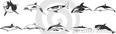 Dolphins and Whales Stock Photo