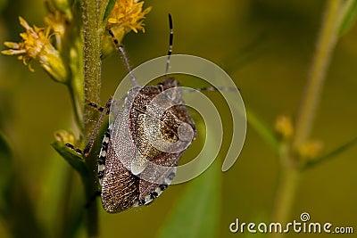 Dolycoris baccarum Stock Photo