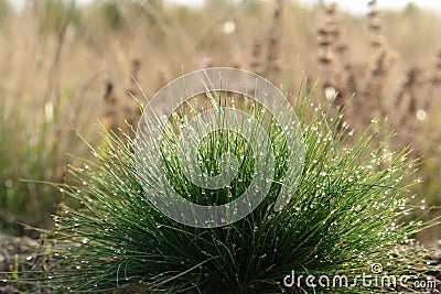 A dome-shaped, porcupine-like tuft of fine green grass Festuca ovina (sheep`s or sheep fescue) with shining water drops Stock Photo