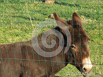 Domestic animal donkey meek old brown donkey Stock Photo