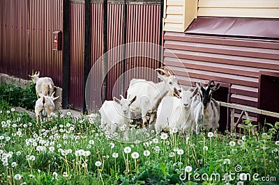 Domestic animals Stock Photo