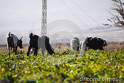 Domestic animals Sheep and Goats are on grass land eating vegetable plant and grass outdoors travel in Quetta Balochistan Stock Photo