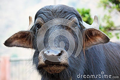 Domestic Asian buffalo Stock Photo