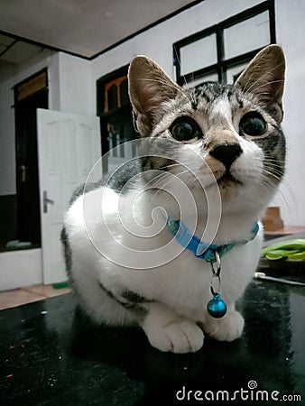 Domestic Asian cat in West Lampung Stock Photo