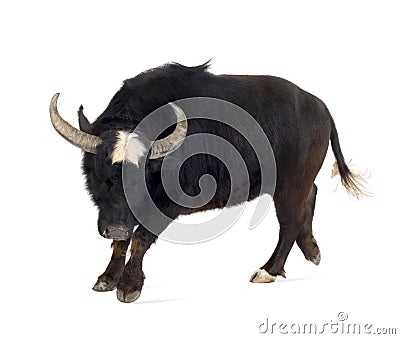 Domestic Asian Water buffalo - Bubalus bubalis Stock Photo