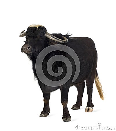 Domestic Asian Water buffalo - Bubalus bubalis Stock Photo