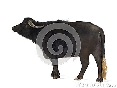 Domestic Asian Water buffalo - Bubalus bubalis Stock Photo