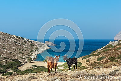 Domestic black and red goats are standing at dryland pasture and blue sea background on Kalymnos island in Greece Stock Photo