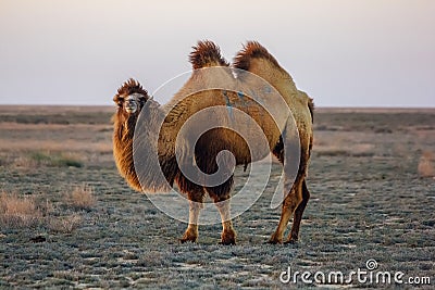 Domestic brown bactrian two-humped camel in desert of Kazakhstan Stock Photo