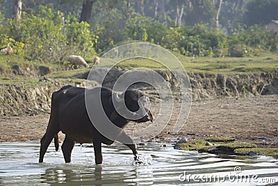 Domestic buffalo crossing the river, Bardia, Nepal Stock Photo