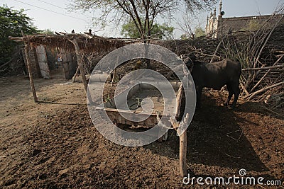 Domestic Buffalo Standing Inside A House Editorial Stock Photo