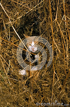 Domestic Cat, Adult Hidden amongst Dry Ferns Stock Photo
