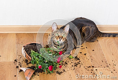 Domestic cat breed toyger dropped and broke flower pot with red Stock Photo