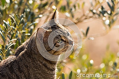 Domestic cat with brindle colors Stock Photo