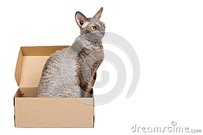 Domestic cat in cardboard box isolated on white background, oriental cornish rex kitten, copy space template Stock Photo