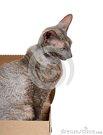 Domestic cat in cardboard box isolated on white background, oriental cornish rex kitten Stock Photo