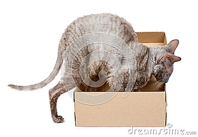 Domestic cat in cardboard box isolated on white background, oriental cornish rex kitten Stock Photo