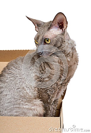 Domestic cat in cardboard box isolated on white background, oriental cornish rex kitten Stock Photo