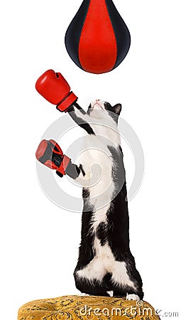 Domestic cat Stock Photo