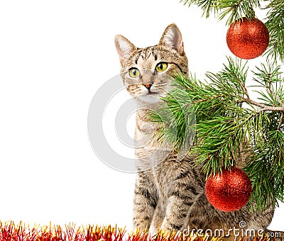 Domestic cat and Christmas tree Stock Photo