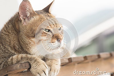 Domestic cat face Stock Photo