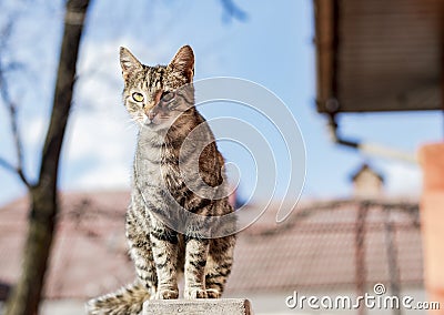 Careful cat - Novaci - Romania Stock Photo