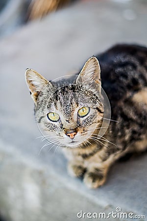 Domestic cat 2 -Novaci-Romania Stock Photo