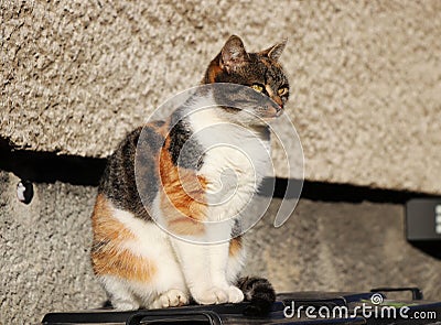 A Domestic cat, Felis silvestris catus, sitting on plastic bin watching on the garden. Also She posing me. She is very playfull Stock Photo