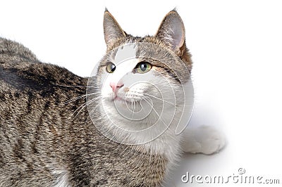 Domestic cat Stock Photo