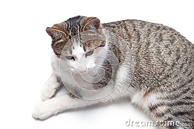 Domestic cat Stock Photo