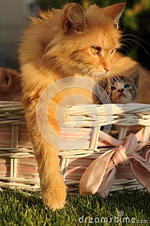 Domestic cat in a garden with a kitten in a basket Stock Photo